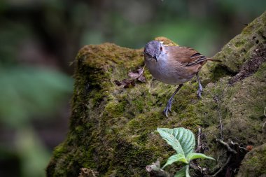 Horsfield 'in Babbler' ı (Malacocincla sepiaria) veya burung pelanduk semak in wild nature 