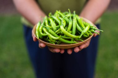 Organik bir bahçeden toplanmış taze yeşil biber kasesi..