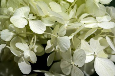 Yeşil arka planda Beyaz Ortanca Annabelle çiçeği