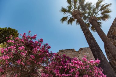İki uzun palmiye ağacı, çiçek açan pembe zakkum ve mavi gökyüzü