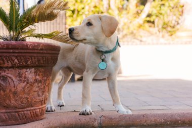 Lab mix puppy standing next to pot with a little palm tree clipart