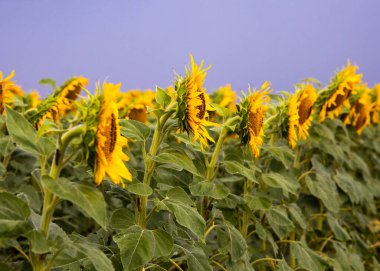 Karanlık gökyüzüne bakan ayçiçeği sırasının yakın görüntüsü