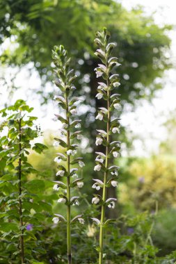 Uzun açık pembe çiçek, güneş tarafından aydınlatılıyor.