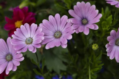 tam Bloom mor çiçek