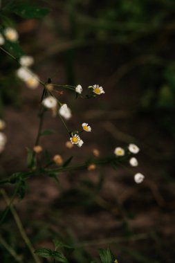 Bahçedeki küçük papatyalar