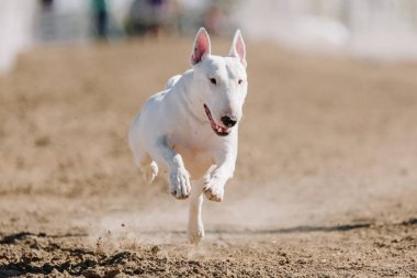 Lure Coursing Dog Sport 'ta Beyaz Boğa Teriyeri