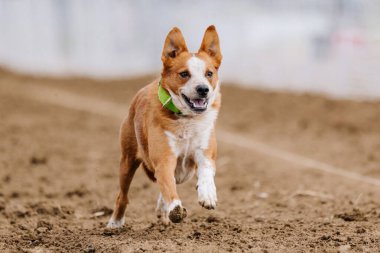 Avustralya Sığır Köpeği Red Heeler Koşu Koşu Pisti Spor