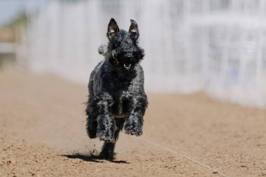 Safkan Kerry Mavi Teriyer Koşu Pistinde Koşan Hızlı Köpek Sporu