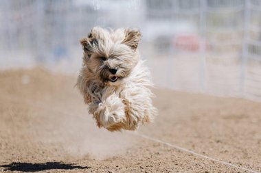 Safkan Tibet Spaniel Koşu Pistinde Koşan Hızlı Köpek Sporu