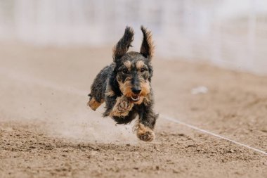 Safkan Tel Saçlı Dachshund Koşan Kanlı Koşu Alanı Hızlı Köpek Sporu