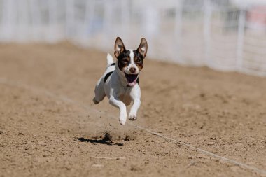 Danimarkalı-İsveçli Çiftçi Köpek Yavrusu Yem Koşu Pistinde Koşan Hızlı Köpek Sporu