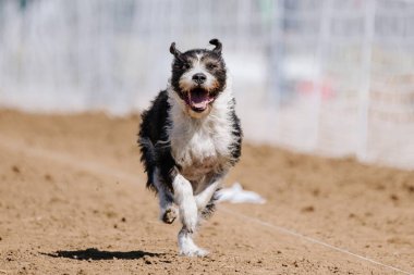 Scruffy Karışık Melez Köpek Yem Pistinde Koşan Hızlı Köpek Sporu