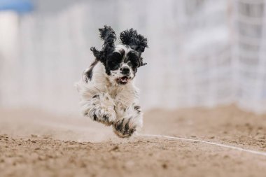 Siyah ve Beyaz Cocker Spaniel Koşu Pistinde Koşan Hızlı Köpek Sporu