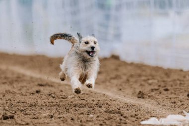 Scruffy Karışık Melez Köpek Koşu Pistinde Koşan Hızlı Köpek Sporu