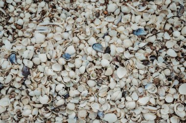 Close-up of shells on the beach in Lgstr, Denmarks Limfjord region  clipart