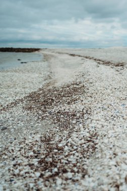 Shell-covered beach in Lgstr, Jutland, Denmark, along the Limfjord  clipart