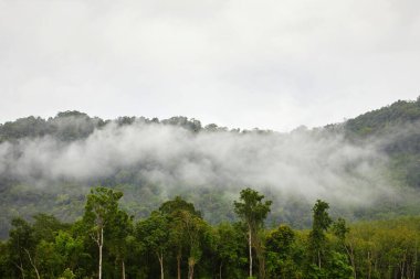 Dağda sisli bir sabah