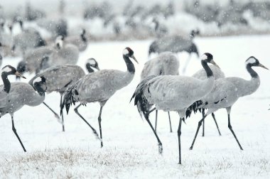 Kar fırtınasında yürüyen vinçler