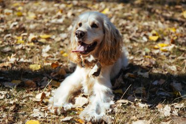 Cocker Spaniel sonbahar yapraklarının üzerine uzanır, güneşin altında, dili dışarıda..