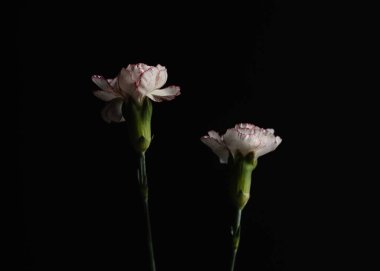 Beyaz ve pembe karanfillerin botanik yakın çekimi