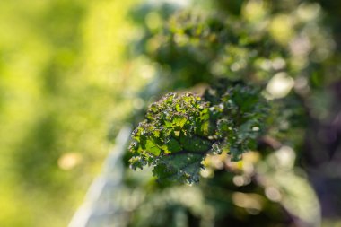 Homegrown garden kale with greens, purple, yellow for salads clipart