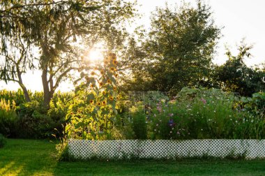 Renkli ayçiçekleri ve zinnia çiçekleri arka bahçede beyaz