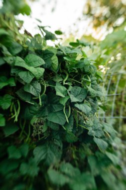 Sıcak yaz bahçesinde taze yeşil fasulye bitkileri.