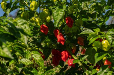 Kırsal alanda yetişen yeşil ve kırmızı habanero biberleri.