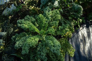 Fresh green summer kale growing in black landscape weed fabric clipart