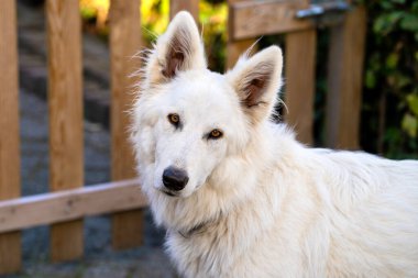 Grown up Swiss white shepherd dog clipart