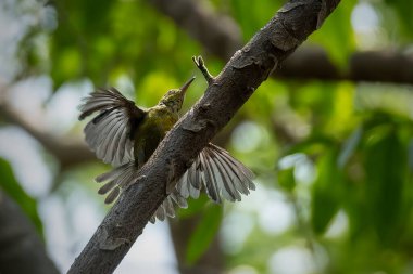 Brown-throated sunbird perching on the branch clipart