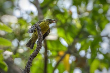 Brown-throated sunbird perching on the branch clipart