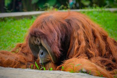 Erkek Bornean Orangutan 'ın Yakın Çekimi