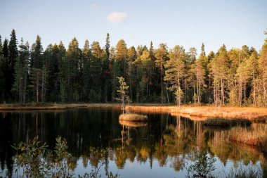 Sarı ormanlı sonbahar manzarası, Oulanka Ulusal Parkı, Finlandiya