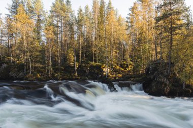 Sonbahar ormanlarında akıntılı nehir, Oulanka Ulusal Parkı, Finlandiya