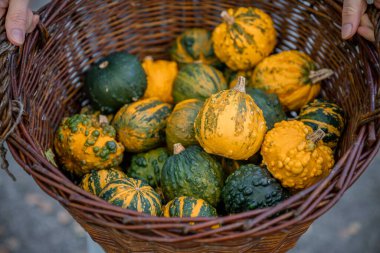 wicker basket overflowing with decorative pumpkins clipart