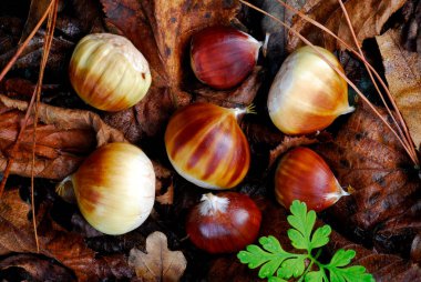 Yerde bir grup kahverengi kestane (Castanea sativa)