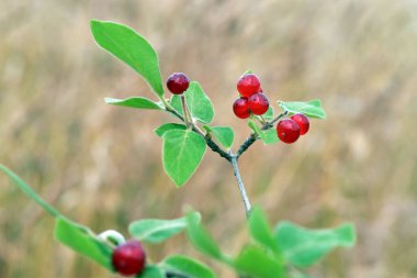 Kırmızı meyveler ve sineğin yaprakları hanımeli (Lonicera xylosteum)