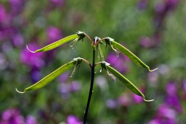 Uzun ömürlü peavine (Lathyrus latifolius) kapsülleri)
