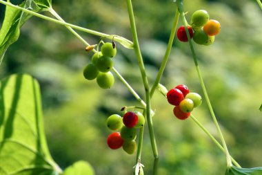 Dioscorea komüninin yeşil ve kırmızı meyveleri veya Tamus komünü