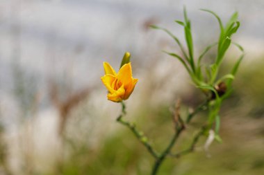 Yellow flower blooming in garden Karlin, Prague clipart