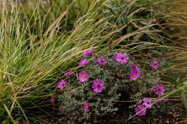 Bahçedeki süs çimlerinin yanında açan mor tozlar.