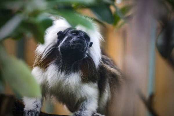 Портрет тамарина