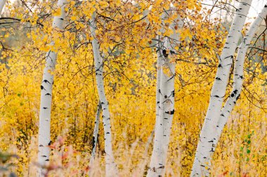 Sarı yapraklı huş ağaçları