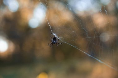 Örümcek Ağındaki Örümcek Bokeh Arkaplanda