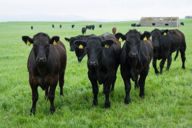 Tarlada siyah inek sürüsü, Orkney, İskoçya