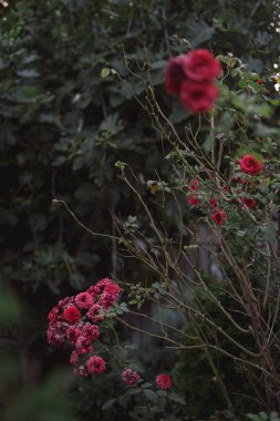 Blooming Rose Bush in Vodovac District, Belgrade  clipart