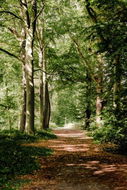 Sunlit Forest Pathway in Green Woodland clipart