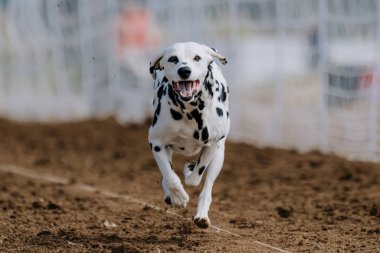 Siyah ve Beyaz Benekli Dalmaçyalı Koşu Pisti Köpek Sporu