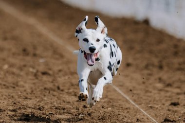 Siyah ve Beyaz Benekli Dalmaçyalı Koşu Pisti Köpek Sporu